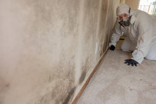 Best Black Mold Removal  in USA